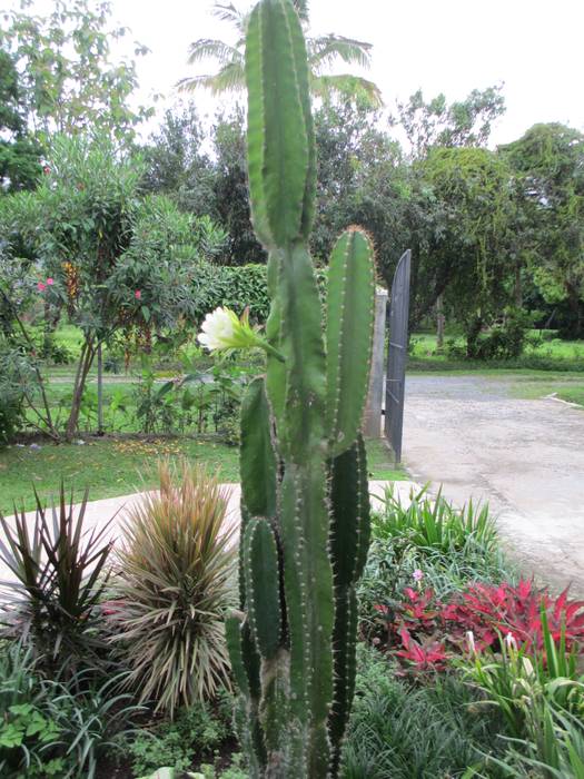 COUNTRY HOME - EL VALLE, PANAMA, TARTE LANDSCAPES TARTE LANDSCAPES Jardines rurales