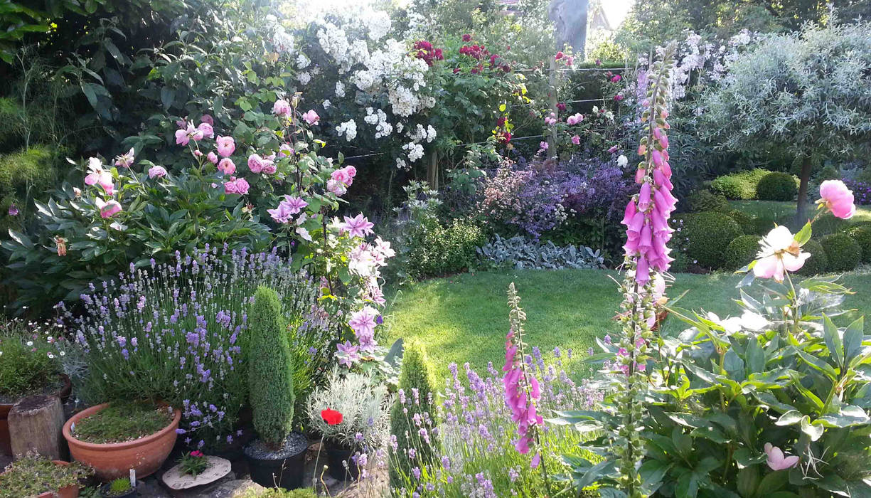 My Cheshire Garden - Foxgloves And Roses - Caroline Benedict Smith Garden Design Cheshire Caroline Benedict Smith Garden Design Cheshire Ruang Olahraga Klasik