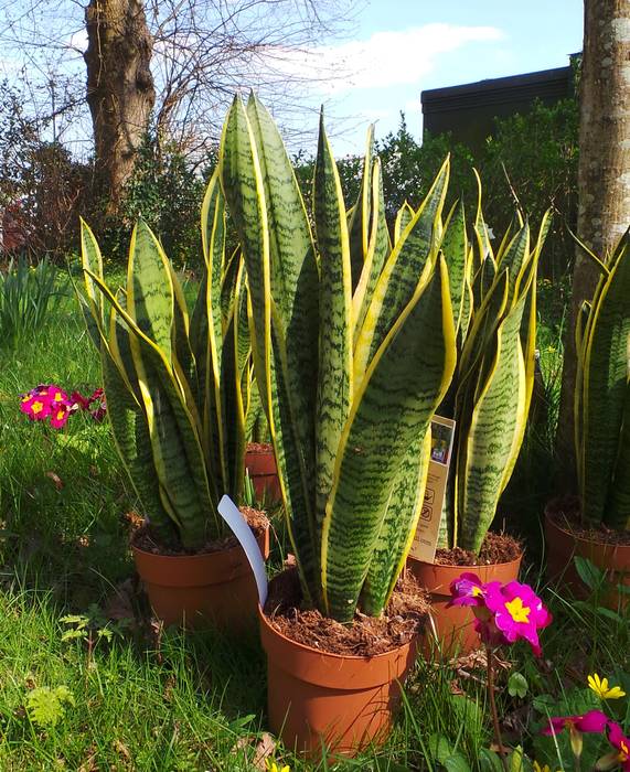 Sansevieria laurentii is a charming house plant that adds architectural elegance to a room. Perfect Plants Ltd Interior garden Natural Fibre Beige Interior landscaping