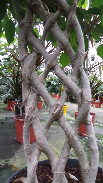 The weeping fig, Ficus benjamina, is a beautiful house plant suitable for inclusion in a jungle! Perfect Plants Ltd Giardino interno Fibre naturali Beige Paesaggio d'interni