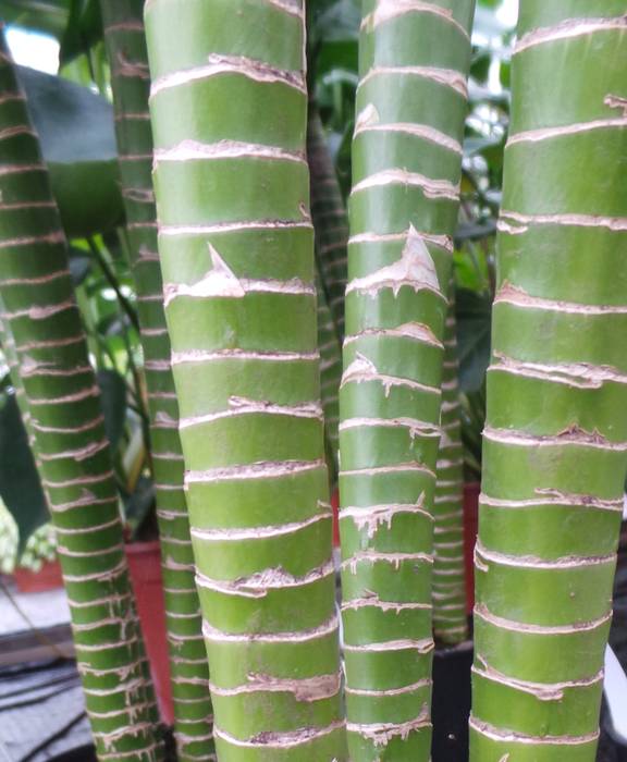 The stems of Tiger's bamboo are beautiful when seen in close-up Perfect Plants Ltd Vườn nội thất Chất xơ tự nhiên Beige bamboo,lucky bamboo,luck,good luck,house plants,houseplant,chi,chinese,happiness,feng shui,interior decor,interior design,Interior landscaping