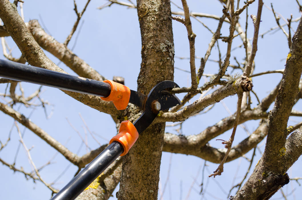 Tree Trimming Johannesburg Tree Felling