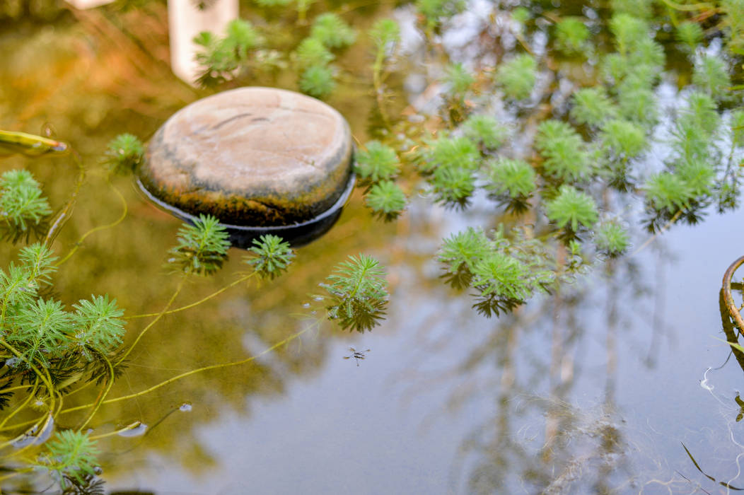 ESTANQUES, jardinista jardinista 天然泳池