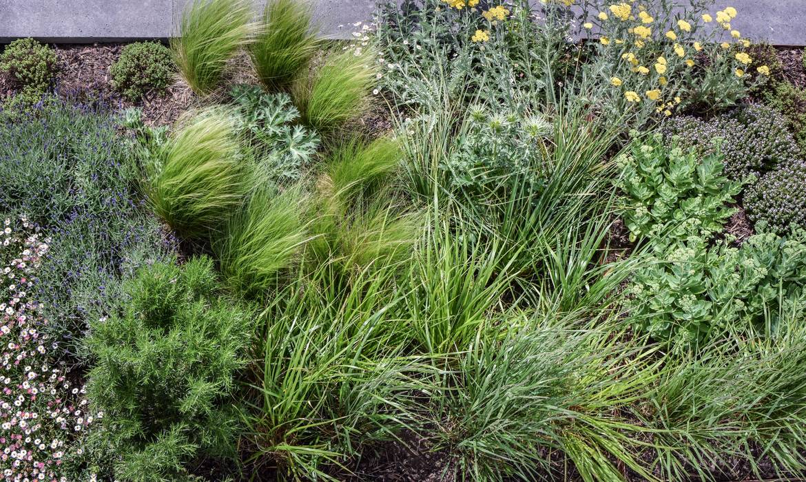 Perennial and grass planting Tom Massey Landscape & Garden Design สวน