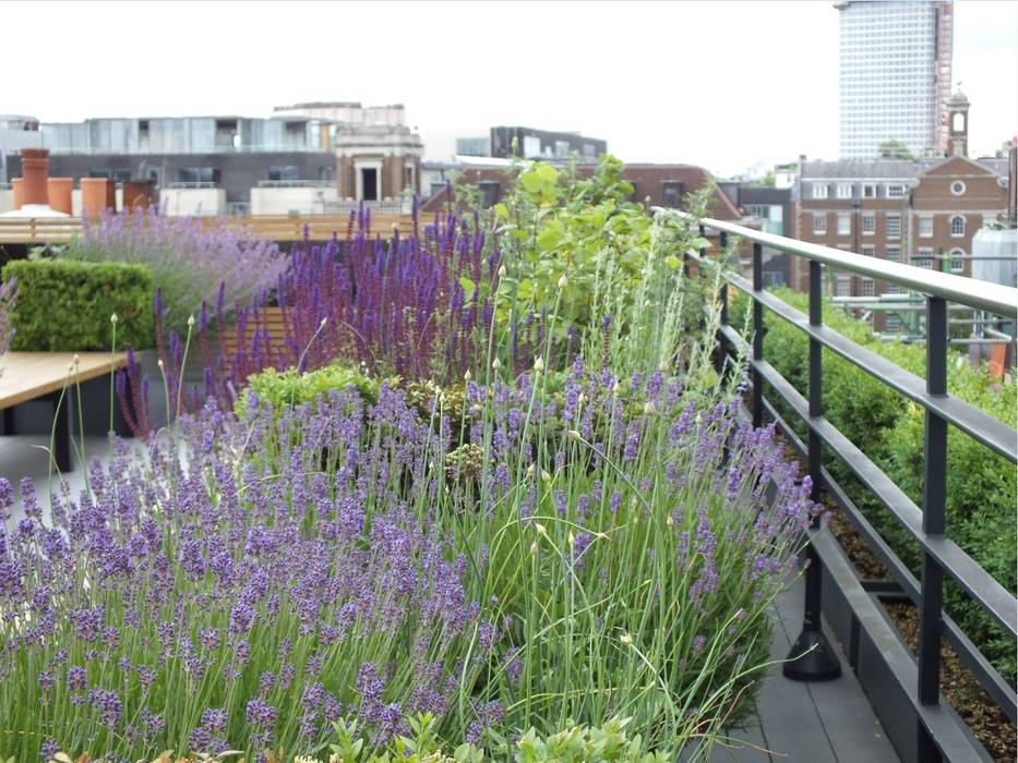 Ganton Street Roof Terrace Aralia Commercial spaces Metal london roofterrace,herbaceous planting,Commercial Spaces