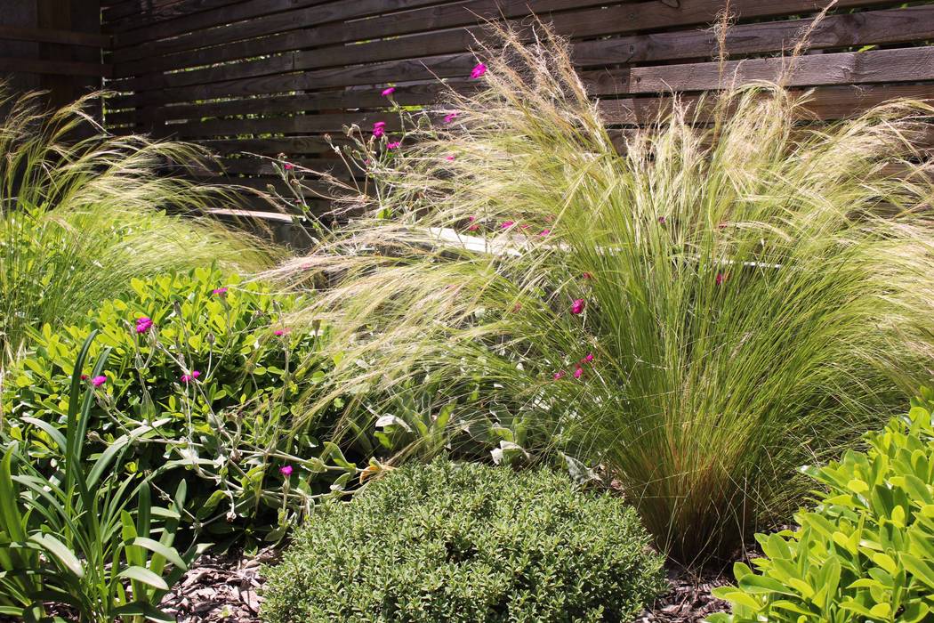 Graminées luineuses Constans Paysage Jardin classique stipa,graminées,pittosporum,boule,jardin