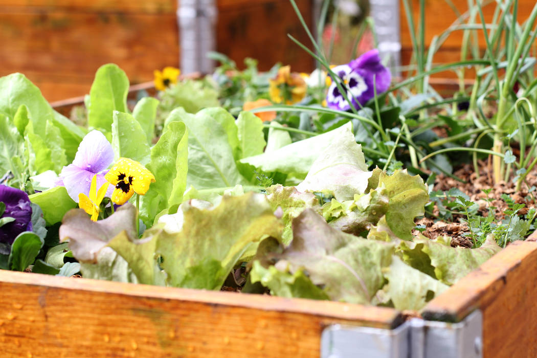 organic vegetable garden Acton Gardens Industrial style garden