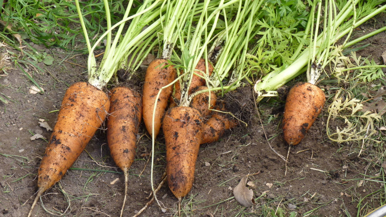 cosecha de zanahoria de la mini huerta orgánica Pell Paisajismo Jardines de estilo rural