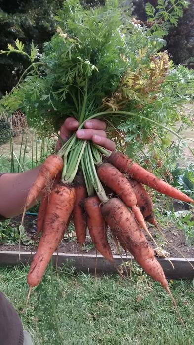 cosecha de zanahorias en huerta orgánica Pell Paisajismo Jardines de estilo rural