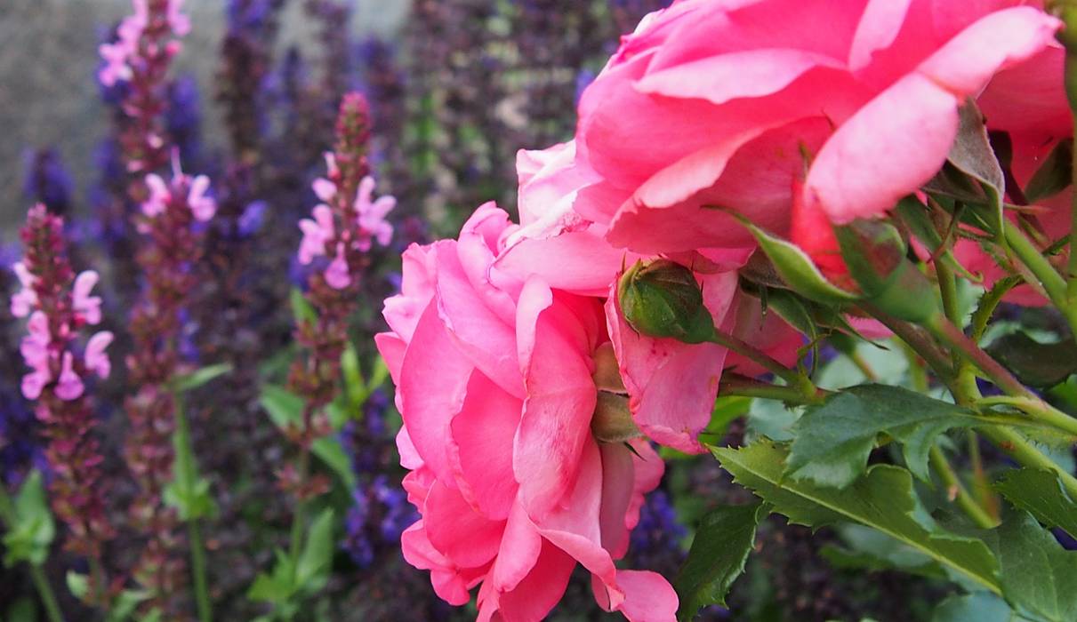 OGRÓD RÓŻANY, MAGIA OGRODU MAGIA OGRODU Rustykalny ogród ogród różany,różanka,ogród wiejski,rustykalny,róże w ogrodzie,piękne róże,kwiaty w ogrodzie,projektowanie,projekt rabaty,rosarium,różowe,magia ogrodu