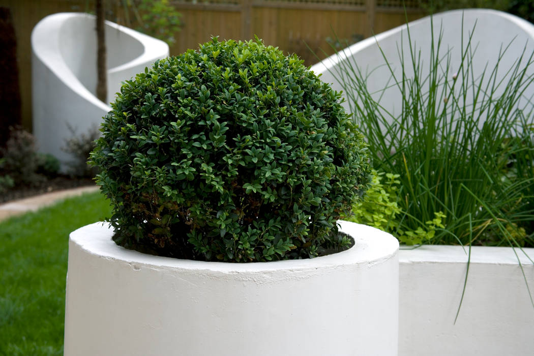 Box ball in planter Earth Designs Taman Gaya Mediteran buxus,boxball,evergreen,box,plantingball,plant,ball