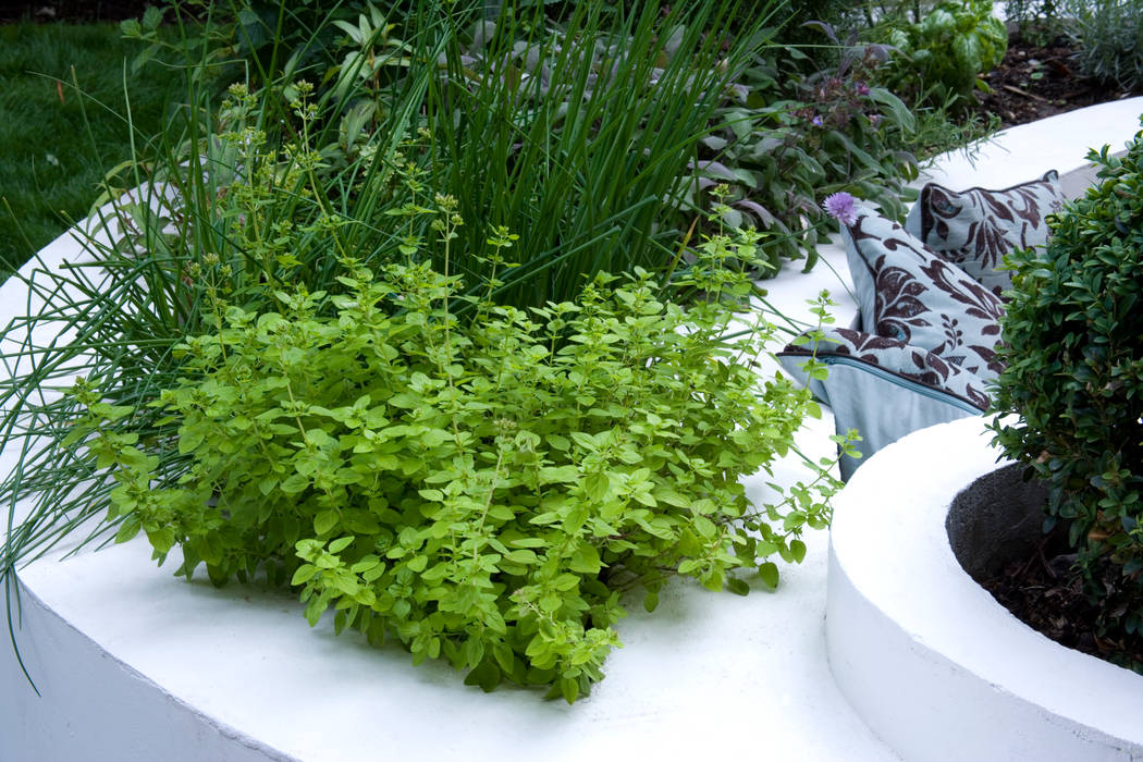 Herb bed Earth Designs Mediterranean style garden oregano,chives,thyme,herbbed,herbs,herbgarden,whitewall,curvedwall,curves