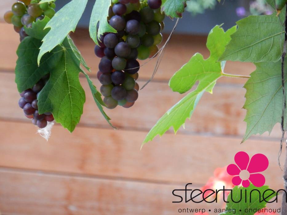 Avontuurlijke stadstuin, Sfeertuinen Sfeertuinen Balcones y terrazas mediterráneos Plantas y flores