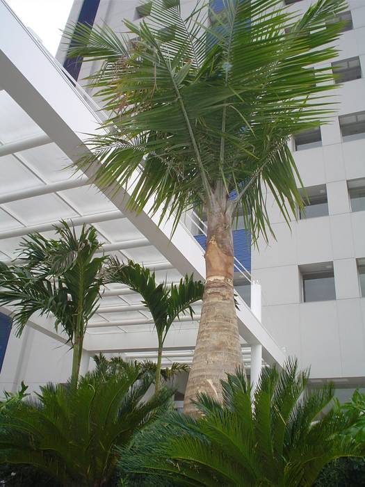 Hospital Angeles del Carmen Guadalajara BARRAGAN ARQUITECTOS Jardines de estilo tropical