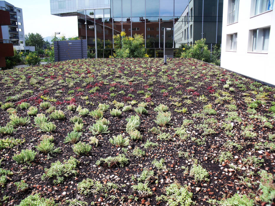 CUBIERTAS VERDES - BARCELONA, BURESINNOVA S.A. BURESINNOVA S.A. Jardines de estilo moderno