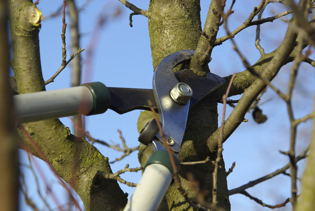 Trimming and Pruning Cape Town Tree Felling