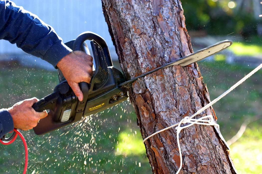 Professional Tree Cutting Cape Town Tree Felling