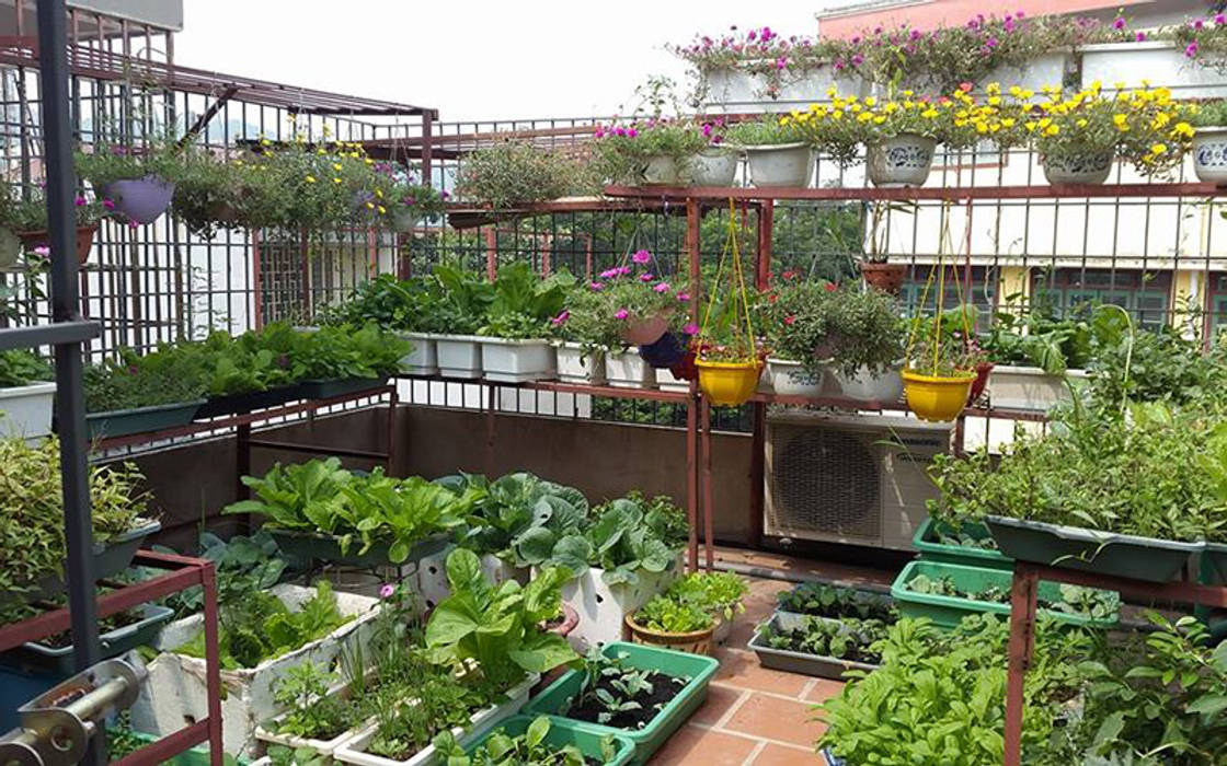 Chủ nhà đã sử dụng sân thượng làm vườn rau nhỏ cho gia đình. Công ty TNHH TK XD Song Phát Hiên, sân thượng phong cách châu Á Đồng / Đồng / Đồng thau