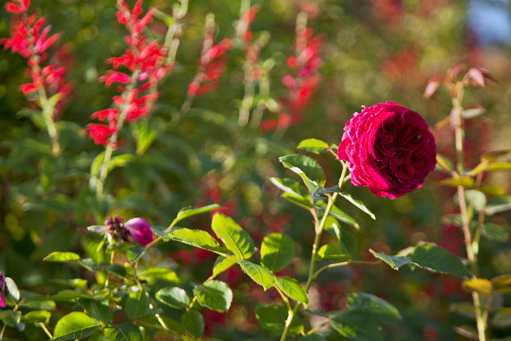 Rosa David Austin, Munstead Wood tem Salvia elegans como cenário Maria Mayer | Interior & Landscape Design Jardins campestres