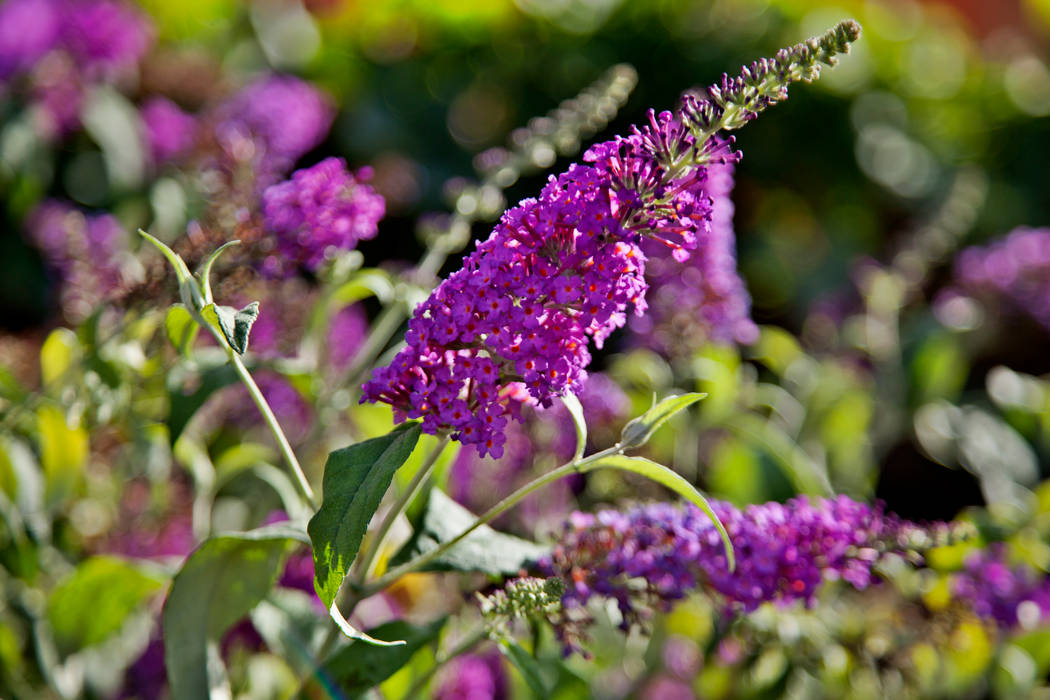 Buddleja davidii Maria Mayer | Interior & Landscape Design Jardins campestres