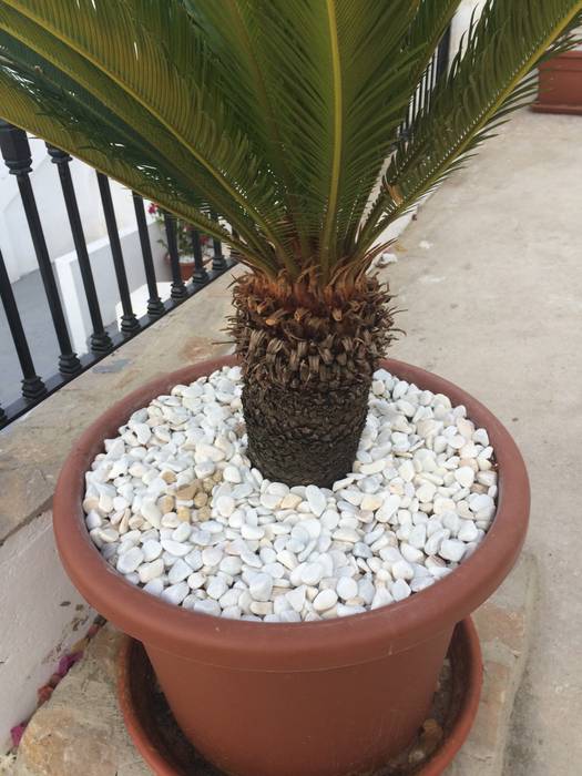 Canto rodado blanco mármol con una preciosa cica en maceta homify Jardines de piedra