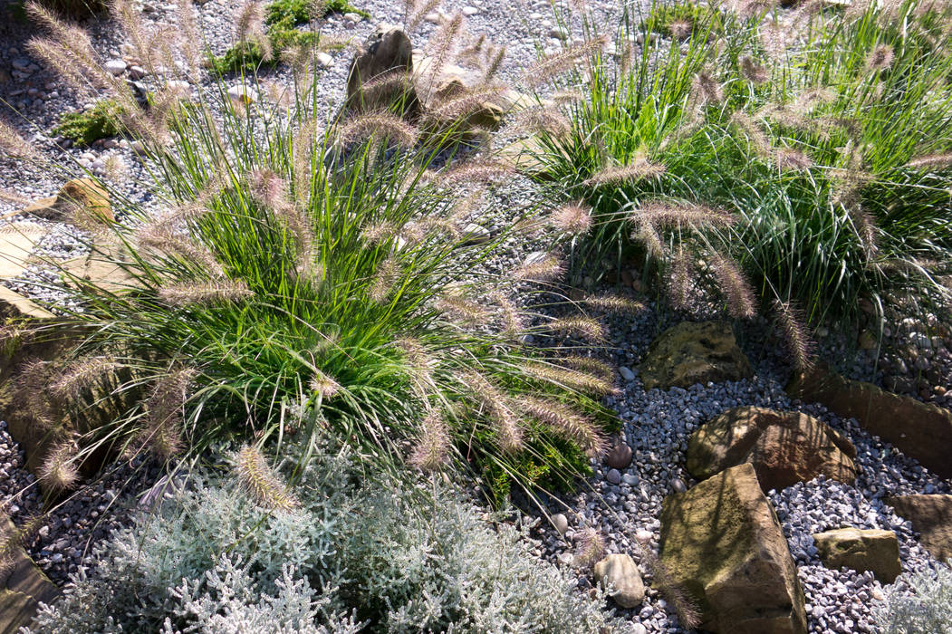 Modern Garden with a rustic twist, Pennisetums Yorkshire Gardens Jardines de estilo moderno Grasses,Ornamental Grasses,Pennisetum