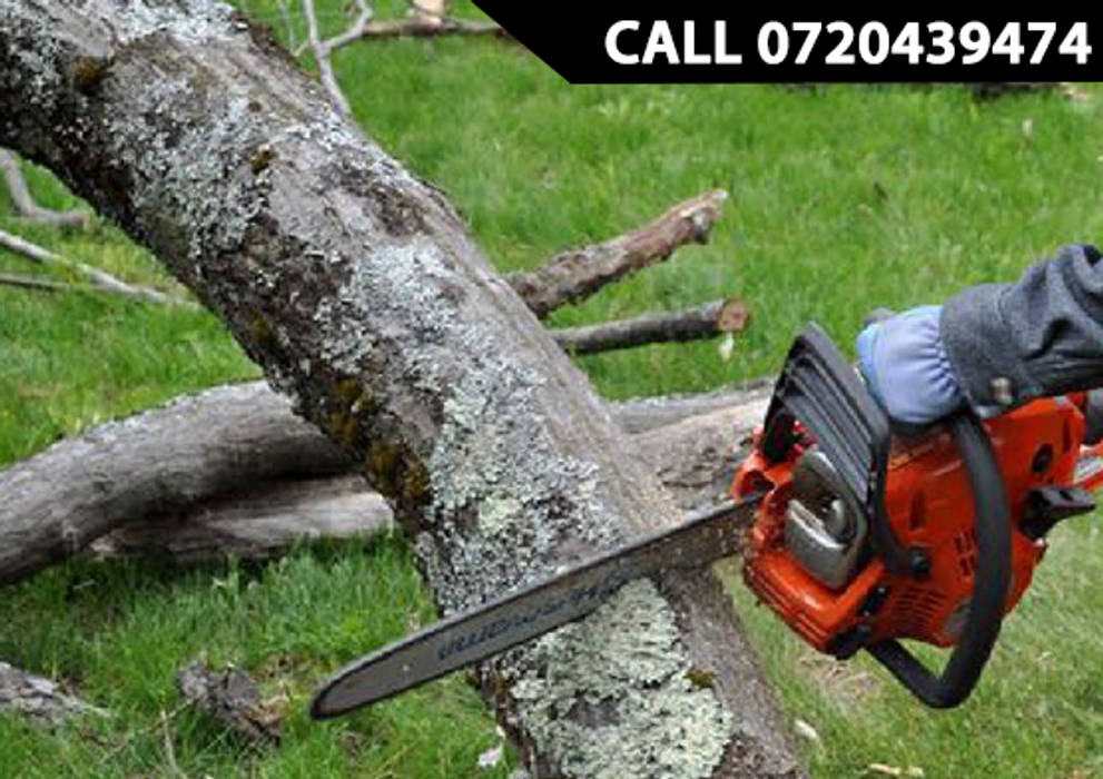 Tree Felling Pretoria, Tree Felling Pretoria Tree Felling Pretoria