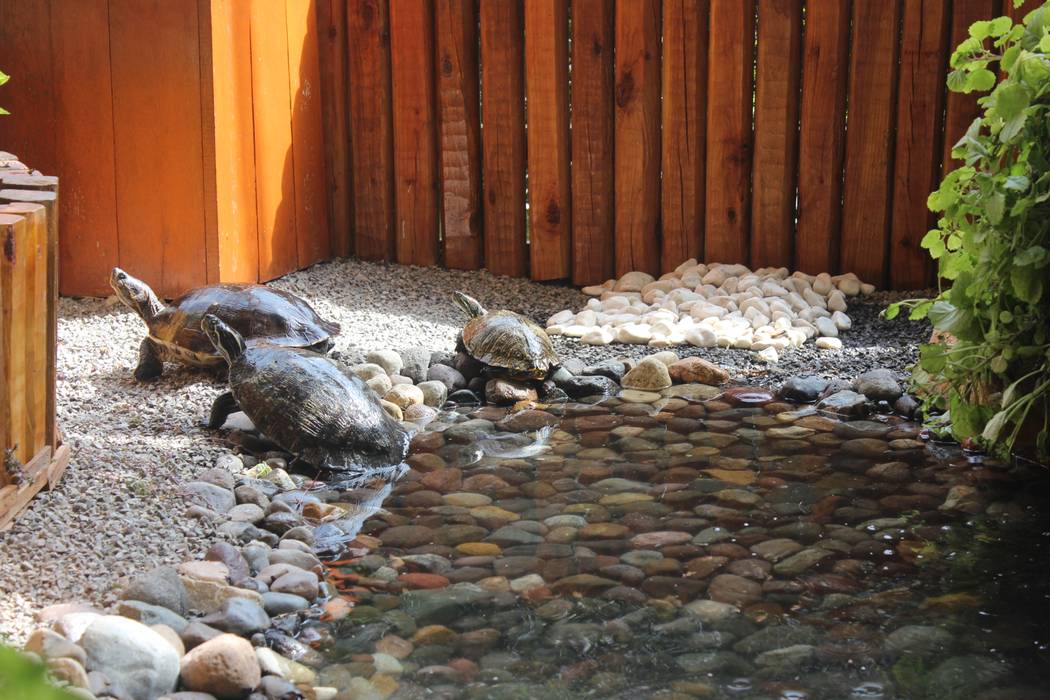 Casa SantOario, Ambient Natura Ambient Natura Пруд в саду Дерево Эффект древесины