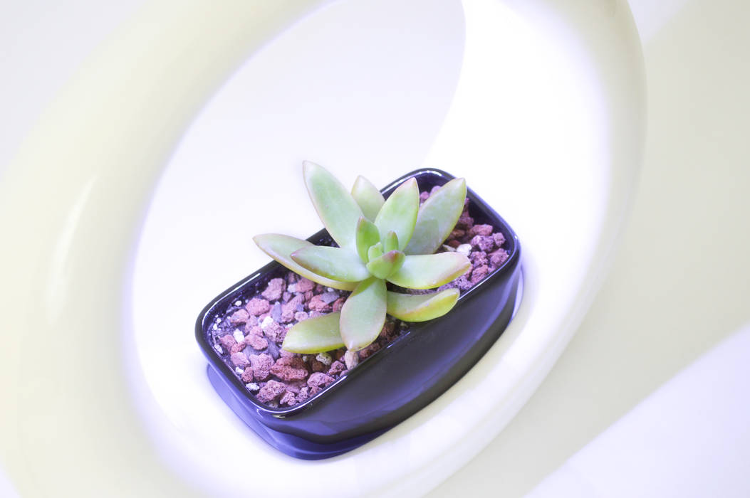 YAUALI, APOTEMA Estudio de Diseño APOTEMA Estudio de Diseño モダンな庭 陶器 植物＆アクセサリー