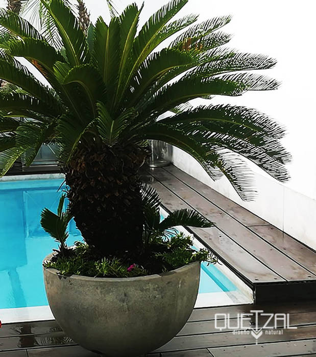 Ambiente residencial, Quetzal Jardines Quetzal Jardines Piscina in stile tropicale