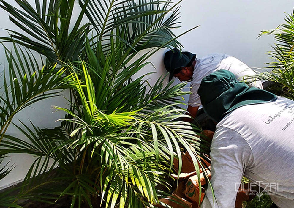 Mantenimiento e instalación de áreas verdes Quetzal Jardines Jardines tropicales