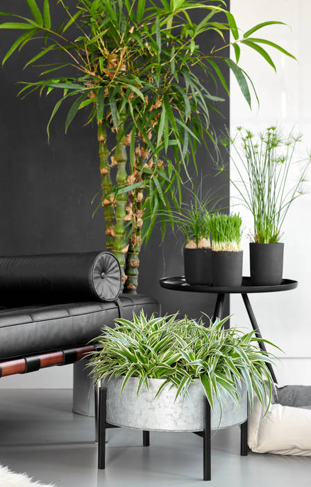 Zimmerpflanze des Monats Oktober, Pflanzenfreude.de Pflanzenfreude.de Modern Living Room Accessories & decoration