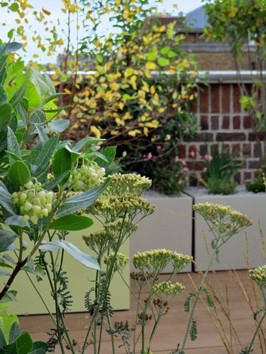 Wildflower planting native species rooftop MyLandscapes Techos wildlife,friendly,ideas,garden,design,terrace