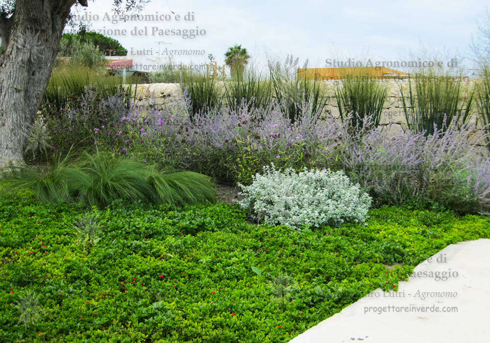 Giardini per villette, Alessandro Lutri - Agronomo Paesaggista Alessandro Lutri - Agronomo Paesaggista Mediterranean style garden