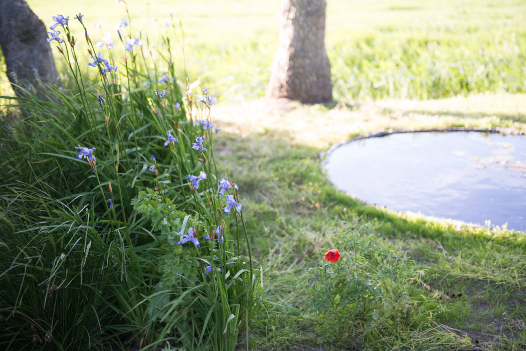 ​Cabin in the fields, Andredw van Egmond | designing garden and landscape Andredw van Egmond | designing garden and landscape Country style garden Flower,Plant,Leaf,Natural environment,Petal,Land lot,Natural landscape,Sunlight,Grass,Shrub