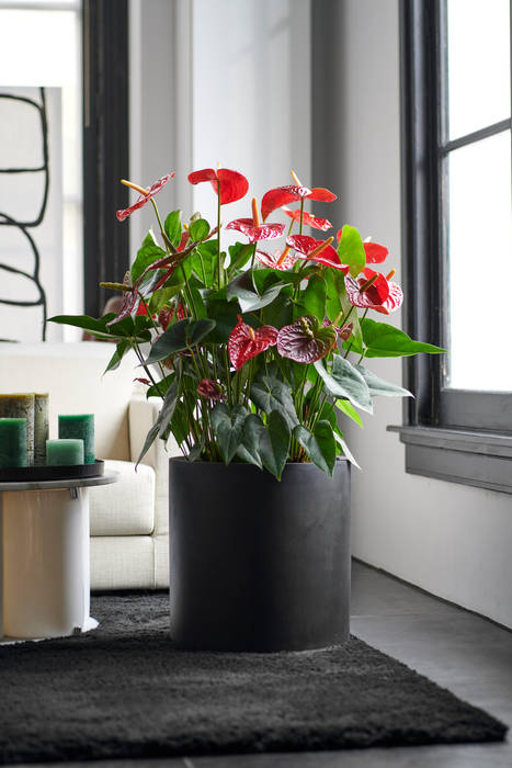 Zimmerpflanze des Monats Dezember, Pflanzenfreude.de Pflanzenfreude.de Phòng khách Accessories & decoration