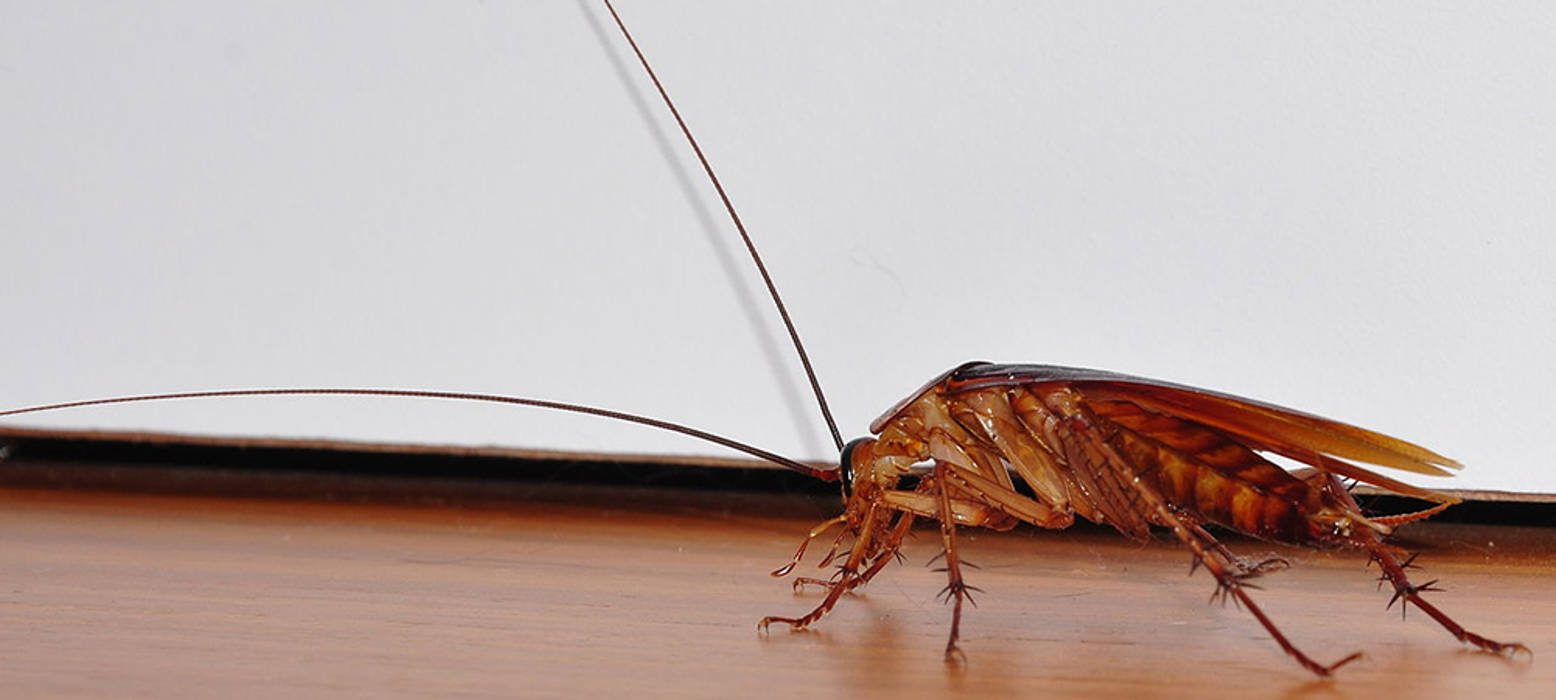 Cockroach Treatment Services Solid Hygiene Solutions Cape Town