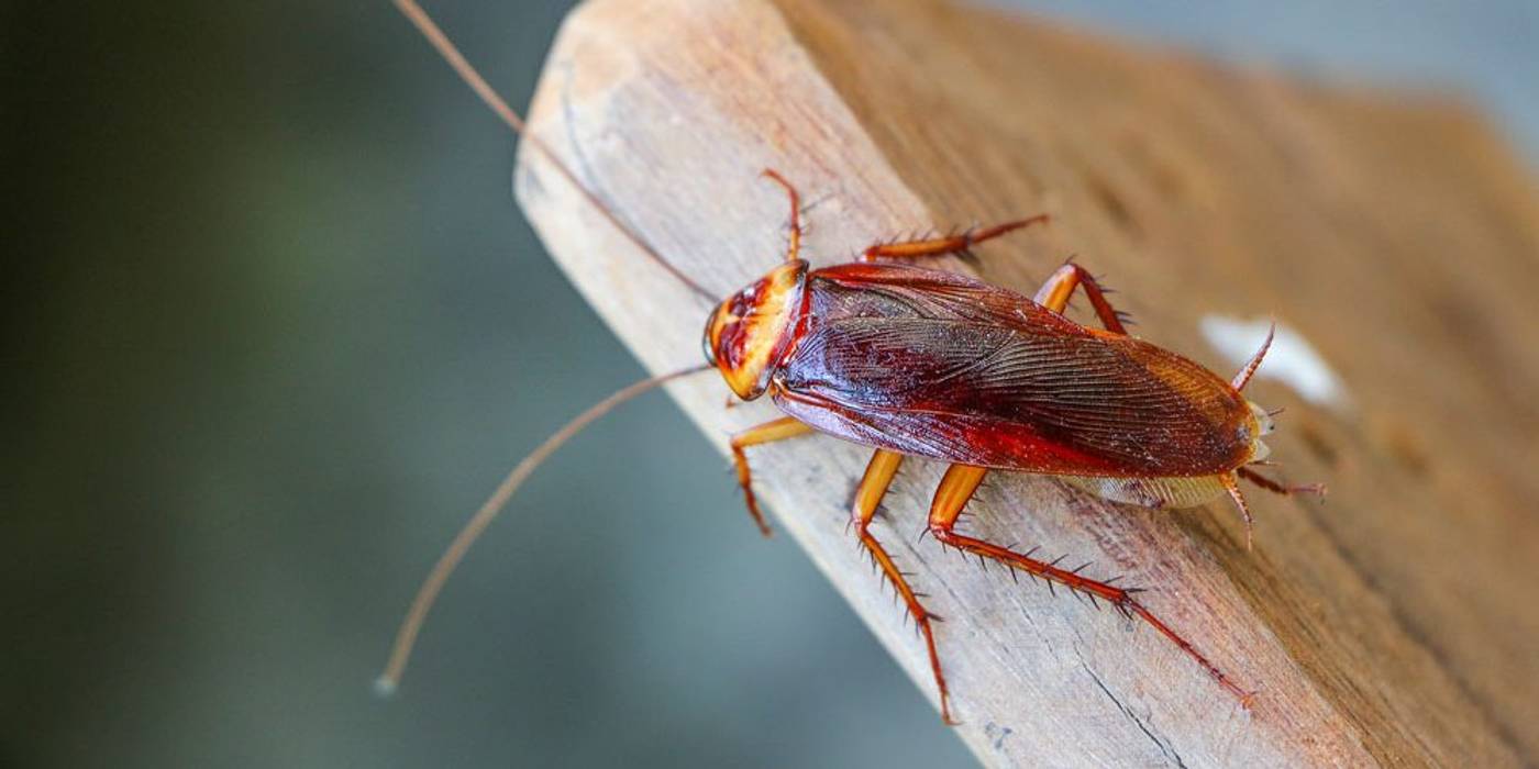 Cockroach Removal Services Pest Managers Cape Town