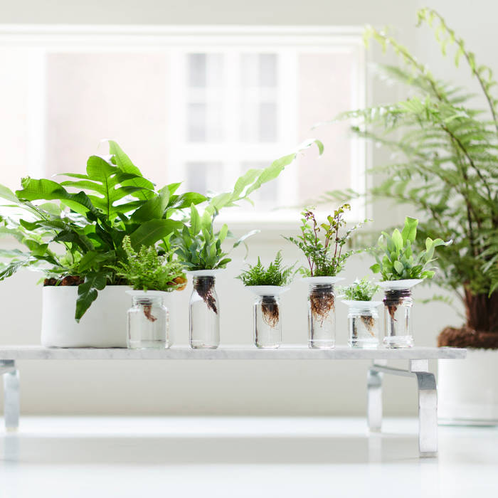 Zimmerpflanze des Monats Februar, Pflanzenfreude.de Pflanzenfreude.de Modern living room Accessories & decoration