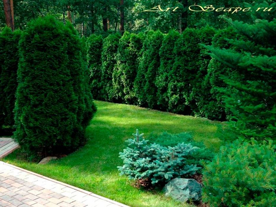 Коллекция хвойных, ArtScape ArtScape Interior garden Interior landscaping