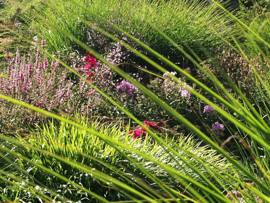 Gräser sind filigrane Erscheinungen im naturalistischen Garten Petra Pelz Design-natuerlich Minimalistischer Garten