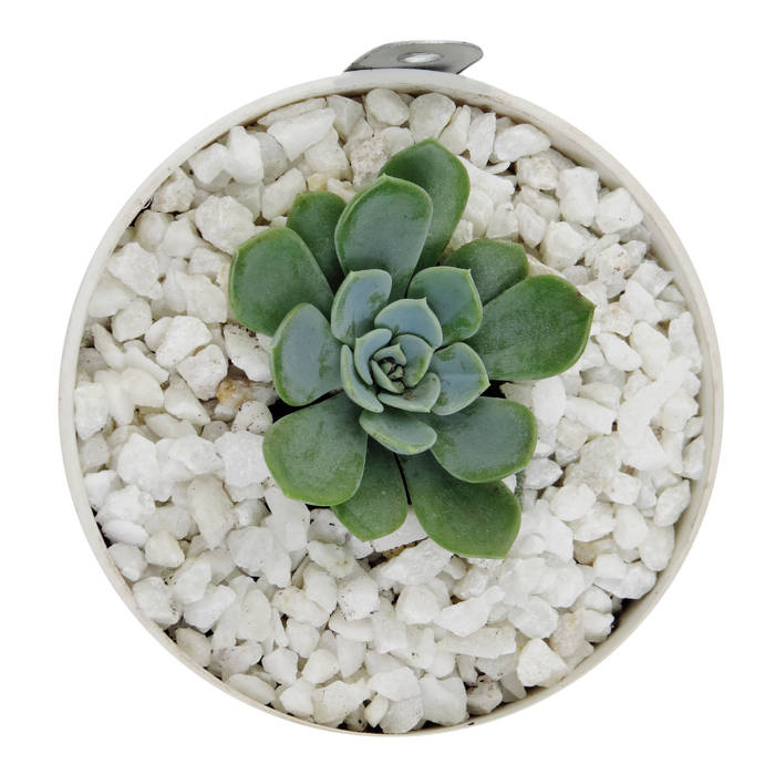Matera Mini (8cm) Colgante Viridis Productos Eco Amigables Jardines de estilo minimalista Plástico Jarrones y macetas