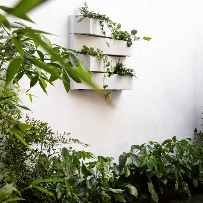 Diseño de terraza con bambús y jardín vertical, Plantesdecor Plantesdecor Sân trước