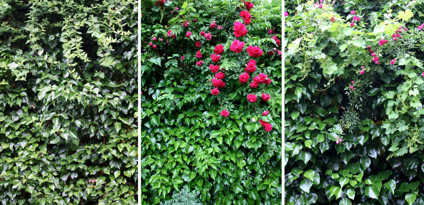 Detalle enredadera AWEL Jardines de estilo mediterráneo enredadera,rosal,rosa,jazmin,jardin,pisajismo