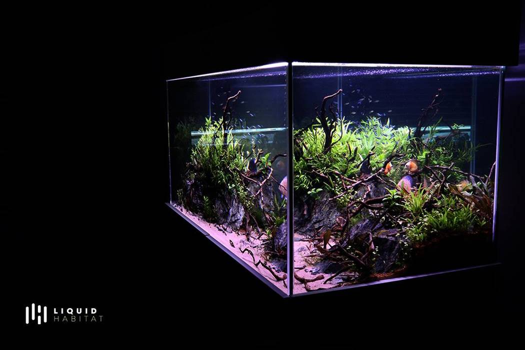 550L Freshwater Planted Aquarium Installation, Liquid Habitat Liquid Habitat Modern living room