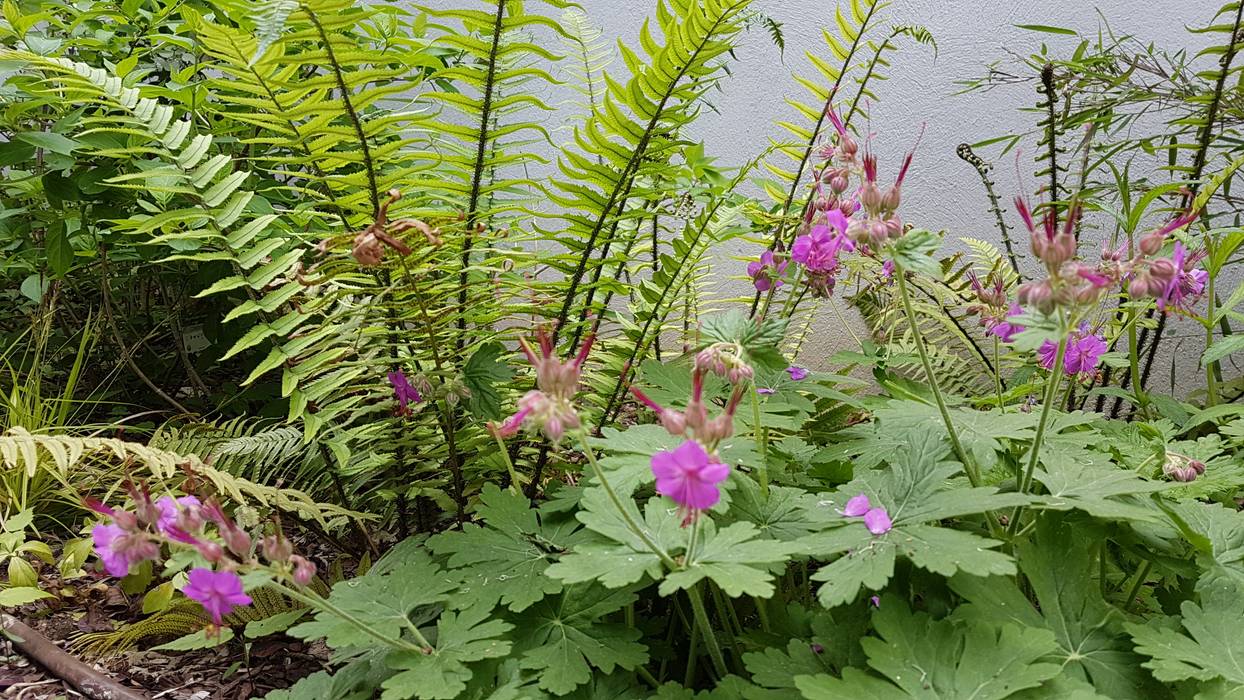 Jardin pour une maison contemporaine, Créateurs d'Interieur Créateurs d'Interieur Ogród zen