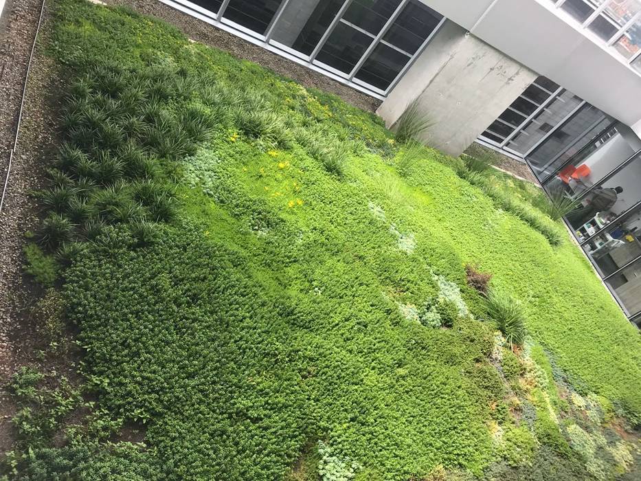 Edificio Elemento (Bogotá), Helecho SAS Helecho SAS سطح مستوي / رووف مستوي