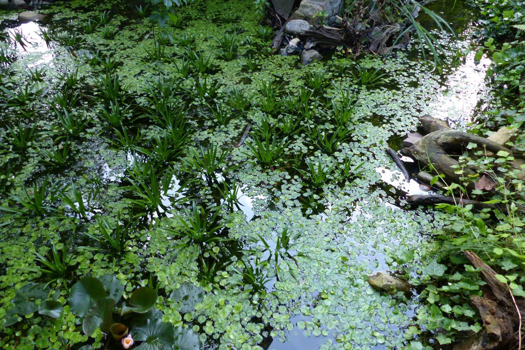 Idyllischer Naturgarten im Regenwaldstil , Gartenarchitekturbüro Timm Gartenarchitekturbüro Timm بركة مائية