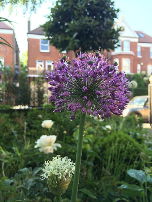 Front garden Landscaper in London Jardines en la fachada planting,garden design, front garden, plants, allium