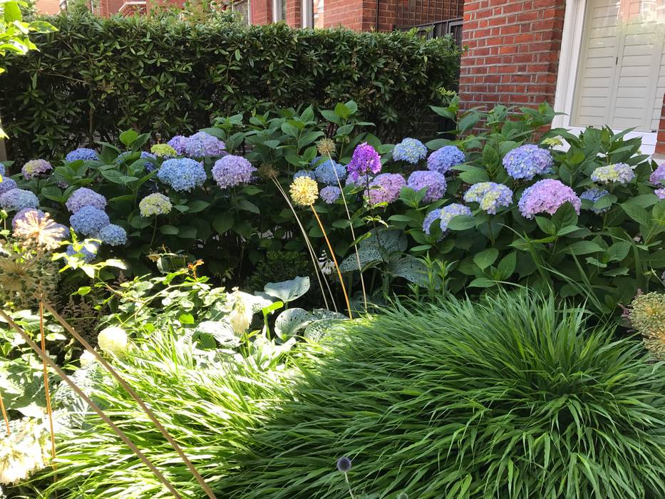 Front garden Landscaper in London فناء أمامي garden,garden design,garden idea,planting, hydrangea